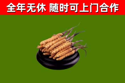 广安市回收散虫草