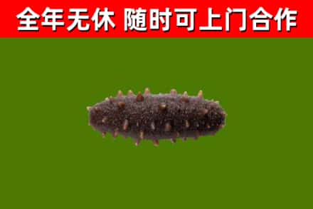 广安市回收海参干